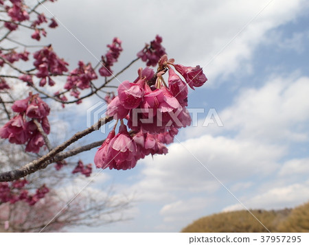 Kanhisakura (cherry blossoms) 37957295