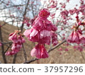 Kanhisakura（櫻花） 37957296