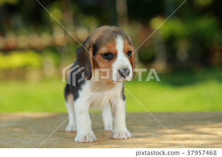 Beagle 1 cheap month puppy