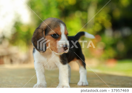 1 month beagle puppy action 1 month beagle puppy action 37957469