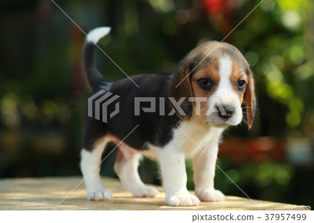 1 month beagle puppy action in natural green 37957499