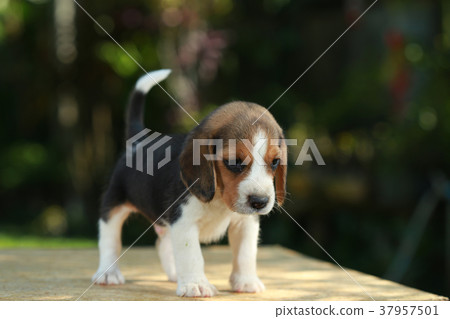 1 month beagle puppy action in natural green 1 month beagle puppy action in natural green 37957501