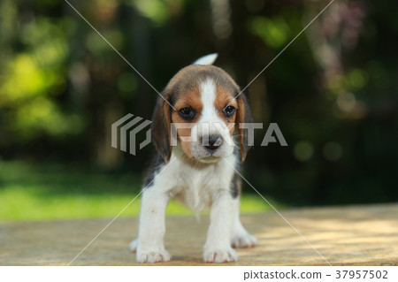 1 month beagle puppy action in natural green 37957502