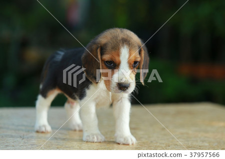 hurt beagle puppy in natural green background 37957566