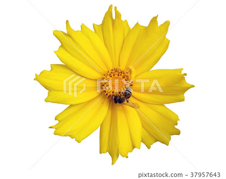 Lance-leaved coreopsis yellow flower isolated 37957643