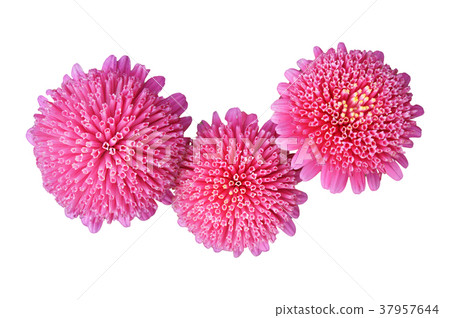Callistephus chinensis pink flowers isolated 37957644