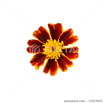 Red-orange French Marigold flower isolated 37957645