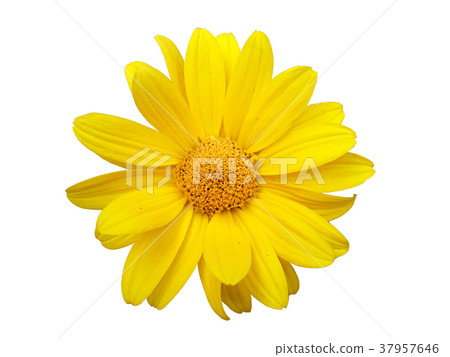 Heliopsis yellow flower isolated on white 37957646