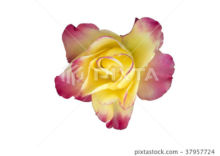 hybrid tea yellow rose 'Pullman Orient Express' 37957724