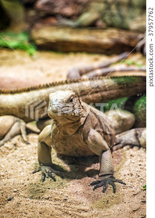 Cuban rock iguana - Cyclura nubile, lizard scene 37957762