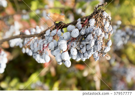 Mahonia aquifolium blue berries on an autumn day Mahonia aquifolium blue berries on an autumn day 37957777