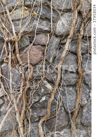 Liana shoots of the campsis on rubble grey stone 37958034