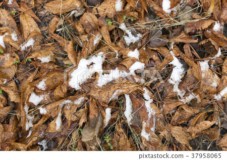 Fallen wet brown chestnut leaves under snow Fallen wet brown chestnut leaves under snow 37958065