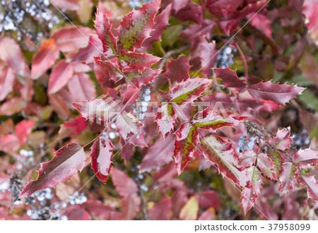 Mahonia aquifolium red and wet leaves 37958099