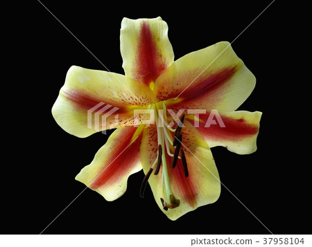 Orienpet hybrid lily 'Montego Bay' yellow-pink Orienpet hybrid lily 'Montego Bay' yellow-pink 37958104