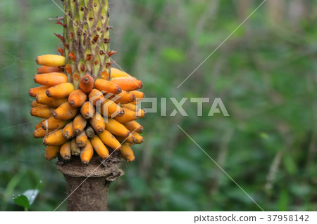 Yellow seeds and flowers of Konjac in the garden Yellow seeds and flowers of Konjac in the garden 37958142