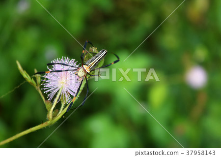 Spider on sensitive or sleepy plant in the garden 37958143
