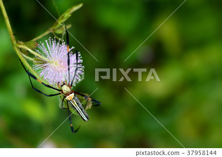 Spider osensitive or sleepy plant in the garden. Spider osensitive or sleepy plant in the garden. 37958144