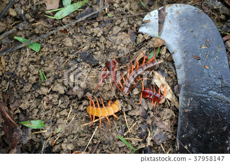 Gardener kill a centipedes poisonous in the garden Gardener kill a centipedes poisonous in the garden 37958147