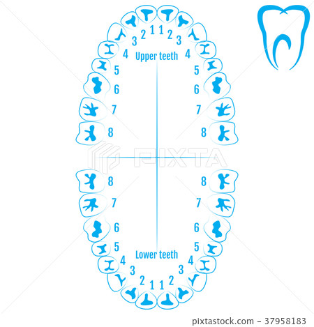 Orthodontist human tooth anatomy vector 37958183