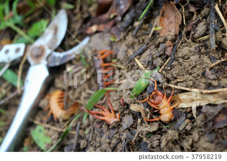 Gardener kill a centipedes animals in the garden Gardener kill a centipedes animals in the garden 37958219