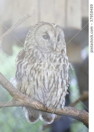 貓頭鷹   37958489
