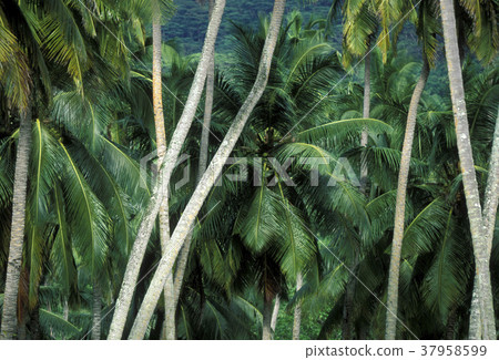 INDIAN OCEAN SEYCHELLES LA DIGUE COCONUT 37958599