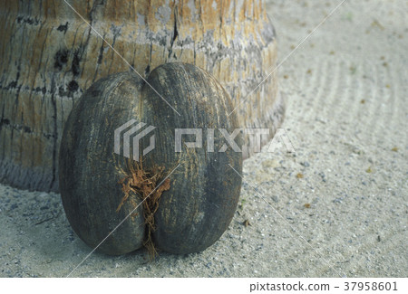 INDIAN OCEAN SEYCHELLES COCO DE MER 37958601