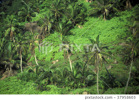 INDIAN OCEAN SEYCHELLES LA DIGUE COCONUT INDIAN OCEAN SEYCHELLES LA DIGUE COCONUT 37958603
