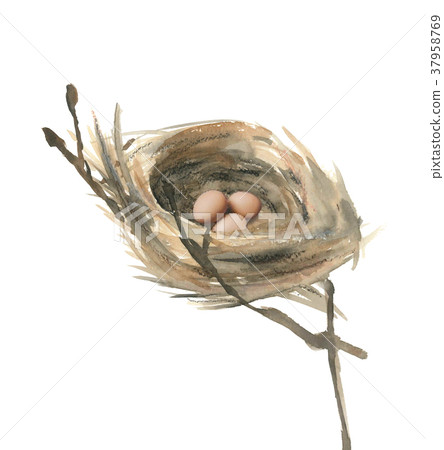 Nest and eggs 37958769