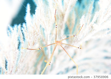 Altman Wara Shrimp Altman Wara Shrimp 37958906