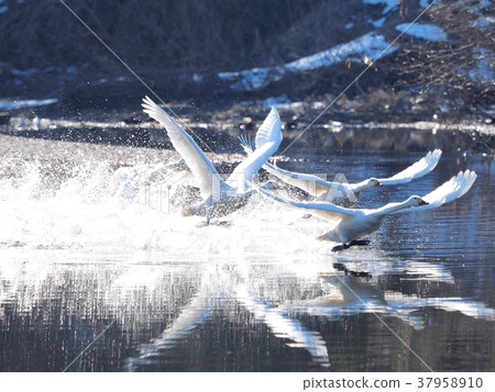 Running butterfly Running butterfly 37958910