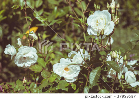 White rose flowers in home garden White rose flowers in home garden 37959587