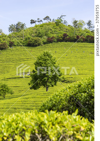 Dae-won, green tea field, Boseong-gun, Jeonnam 37959755