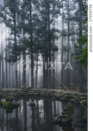 Dae-won, green tea field, Boseong-gun, Jeonnam 37959756