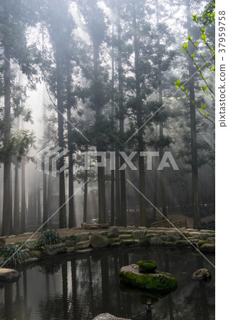 Dae-won, green tea field, Boseong-gun, Jeonnam 37959758