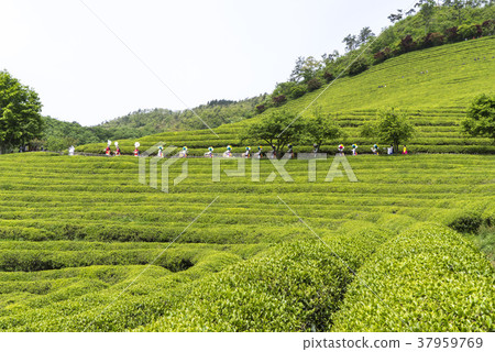 全南市寶城郡大邱綠茶場 全南市寶城郡大邱綠茶場 37959769