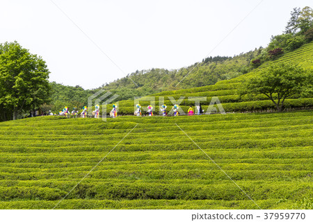 全南市寶城郡大邱綠茶場 全南市寶城郡大邱綠茶場 37959770