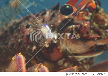 Purple snail sticking to lobster shrimp Purple snail sticking to lobster shrimp 37959974