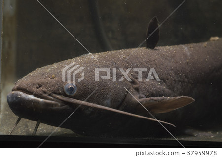 鯰魚 鯰魚 37959978