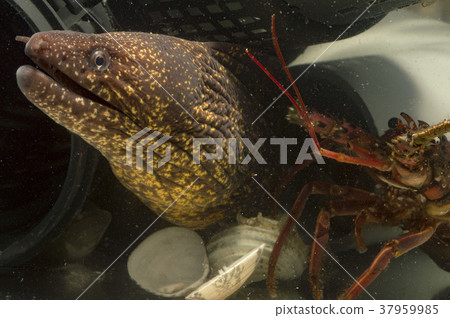 海鰻和龍蝦 37959985
