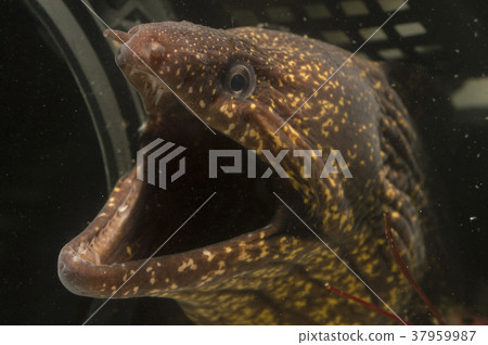 Moray eel Moray eel 37959987