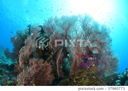 Isobana and small fish Isobana and small fish 37960773