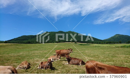 Blue sky and cow Blue sky and cow 37960901