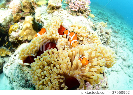 小丑anemonefish 37960902