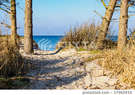 Baltic Sea coast in Graal Mueritz, Germany 37960938