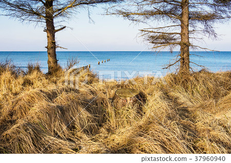 Baltic Sea coast in Graal Mueritz, Germany 37960940