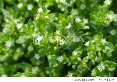 函館函館函館春季七草藥 37961186