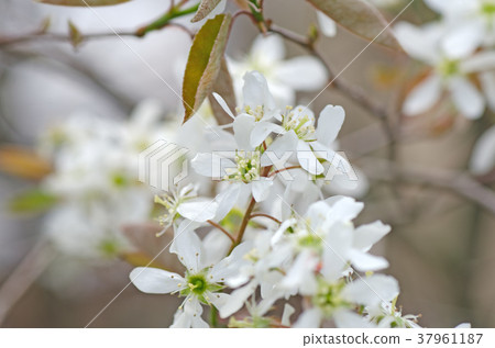 六月漿果之花(美國海飛博克) 六月漿果之花(美國海飛博克) 37961187