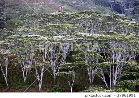 ASIA EAST TIMOR TIMOR LESTE FOREST LANDSCAPE 37961991
